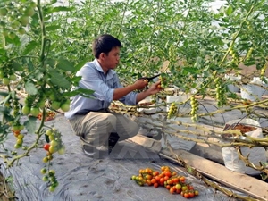 An Giang spends big on restructuring agricultural sector